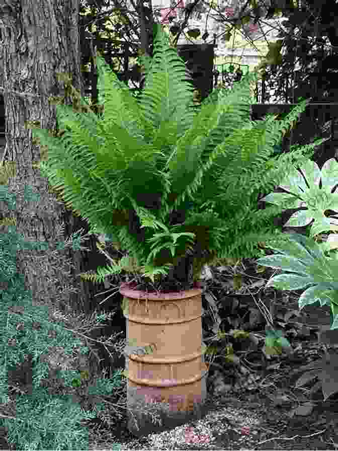 A Beautiful Fern Growing In A Pot Working With Ferns: Issues And Applications