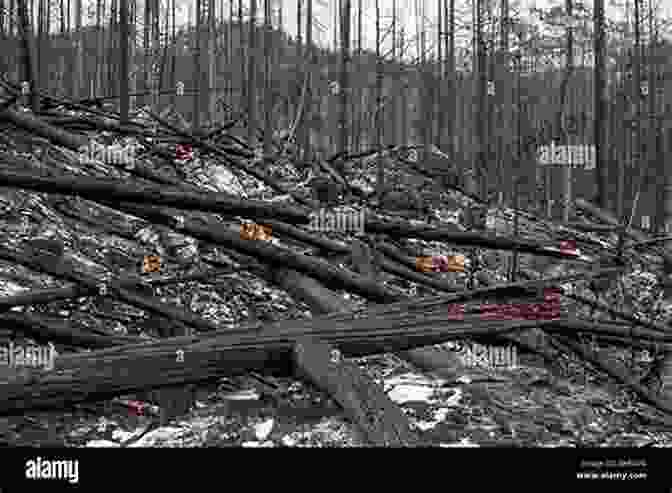 A Charred Tree Trunk Stands Amidst A Burnt Forest, Its Twisted Branches Reaching Towards The Sky Forest Fires Nicolas Dupont Bloch