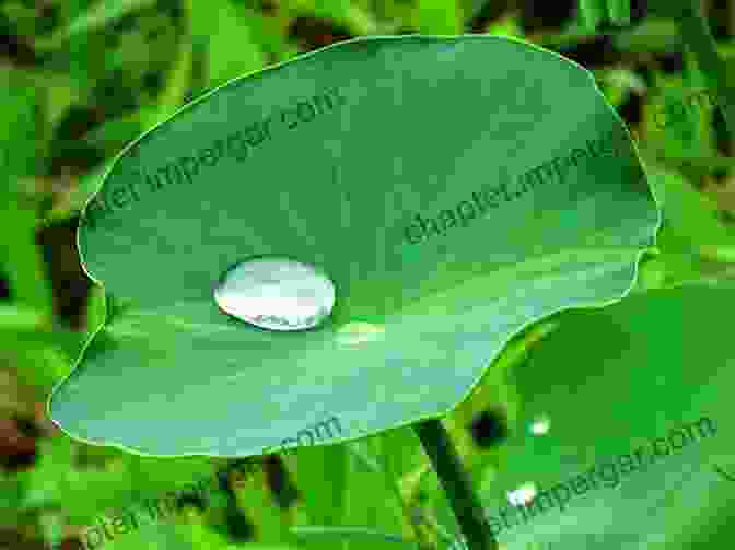 A Close Up Image Of A Lotus Leaf With Water Droplets Beading On Its Surface, Demonstrating Its Superhydrophobic Properties Biomimetic Microengineering Nina MacLaughlin