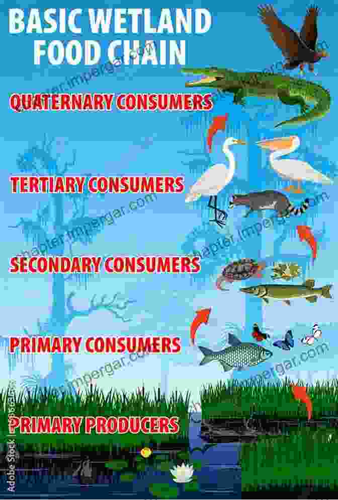 A Diagram Depicting The Interconnected Food Chain Within A Wetland Ecosystem Wetland Ecology: Principles And Conservation