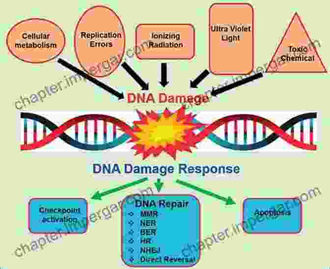 A Diagram Of The Different Types Of Damage That Can Occur To Cells Wood And Tree Fungi: Biology Damage Protection And Use