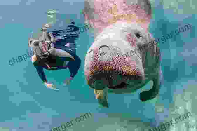 A Family Of Manatees Swims Together In Crystal Clear Water. Florida Manatees: Biology Behavior And Conservation