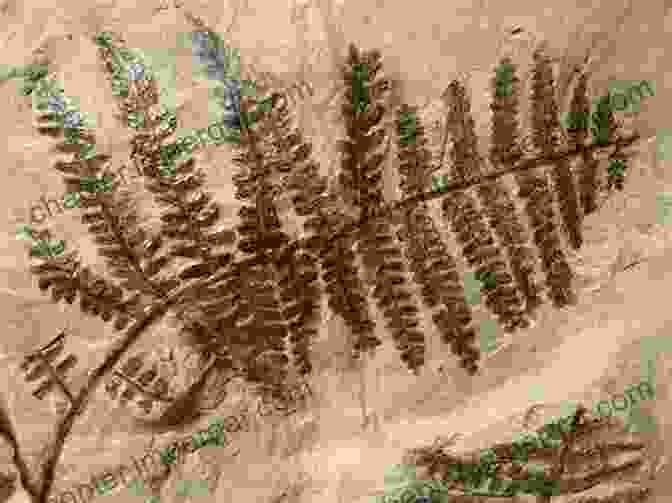 A Fossil Of An Ancient Fern Preserved In Rock Fossils Dinosaurs And Cave Men