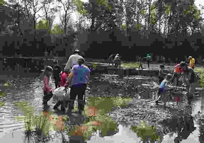 A Group Of Conservationists Planting Native Vegetation In A Restored Wetland Wetland Ecology: Principles And Conservation