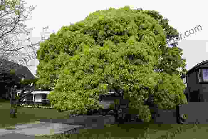 A Majestic Camphor Tree In Taiwan, Exuding An Aromatic Fragrance. An Historical And Geographical Description Of Formosa (Camphor Classics 3)