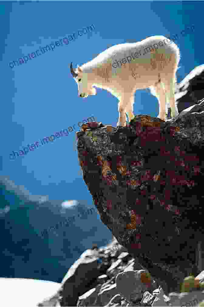 A Majestic Mountain Goat Gracefully Traversing A Rocky Slope Field Guide To The Cascades And Olympics