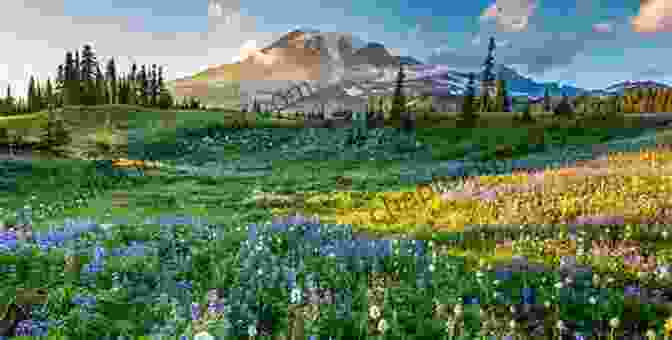 A Meadow Filled With A Vibrant Array Of Wildflowers In The Mountain West Wildflowers Of The Mountain West