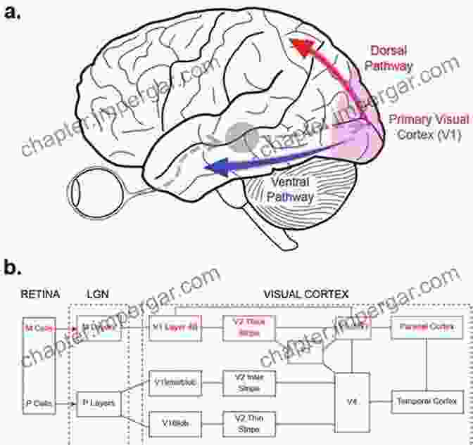 A Schematic Representation Of The Hierarchical Organization Of Brain Networks, Showing The Flow Of Information From Sensory And Motor Areas To Higher Level Cognitive And Emotional Centers. Networks Of The Brain Olaf Sporns