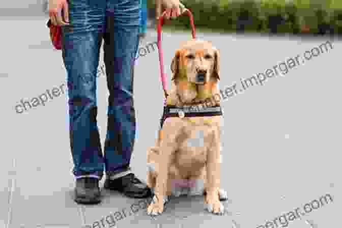 A Service Dog Assisting A Person With A Disability. Domesticated Animals Their Relation To Man And To His Advancement In Civilization