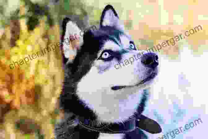 A Stunning Portrait Of A Fluffy Dog With Piercing Blue Eyes And A Majestic Pose. Me Groucho: Tiptoeing Together Through Hollywood S Litter Box