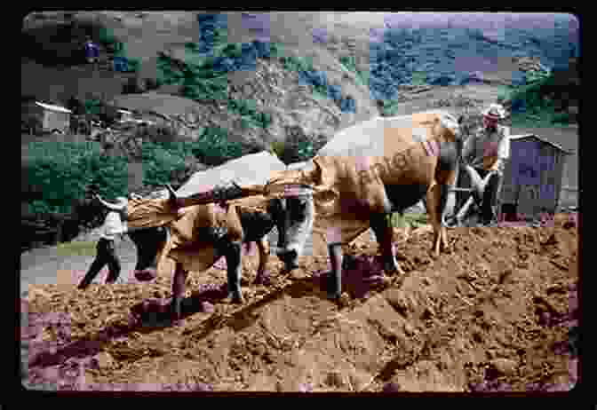 A Team Of Oxen Plowing A Field. Domesticated Animals Their Relation To Man And To His Advancement In Civilization