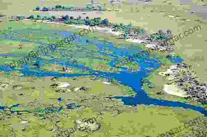 Aerial View Of The Okavango Delta With Its Meandering Channels And Lush Vegetation Finding Australian Birds: A Field Guide To Birding Locations