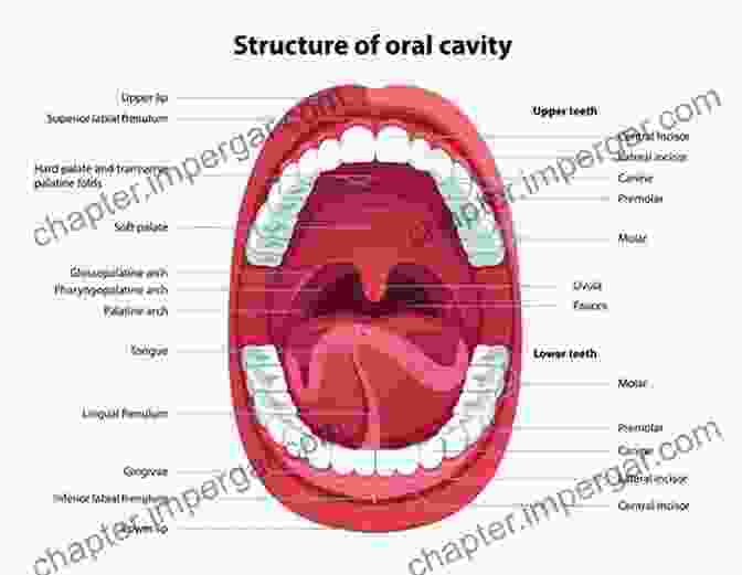 Anatomy Of The Mouth Inderbir Singh S Textbook Of Human Histology With Colour Atlas And Practical Guide: With Color Atlas And Practical Guide