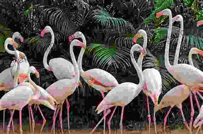 Artistic Photograph Of A Group Of Flamingos In A Lagoon Finding Australian Birds: A Field Guide To Birding Locations