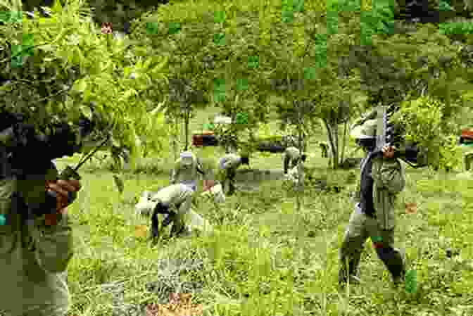 Camphor Trees Being Replanted In A Reforestation Project. An Historical And Geographical Description Of Formosa (Camphor Classics 3)