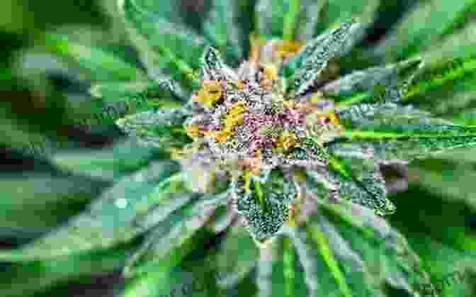 Cannabis Plant With Different Strains How To Grow Cannabis Zone 8 11