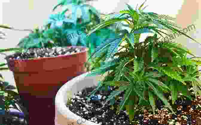 Cannabis Plants Growing Indoors In Zone 11 How To Grow Cannabis Zone 8 11