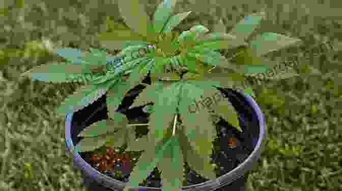 Cannabis Plants Growing Outdoors In Zone 11 How To Grow Cannabis Zone 8 11