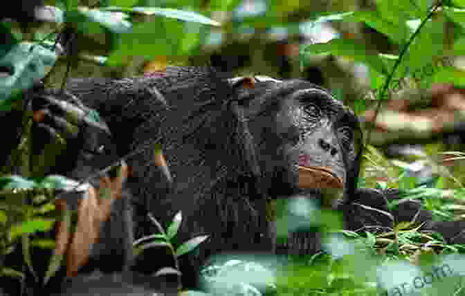 Chimpanzees Of The Lakeshore Cover Image Featuring A Group Of Chimpanzees In Their Natural Habitat Chimpanzees Of The Lakeshore: Natural History And Culture At Mahale