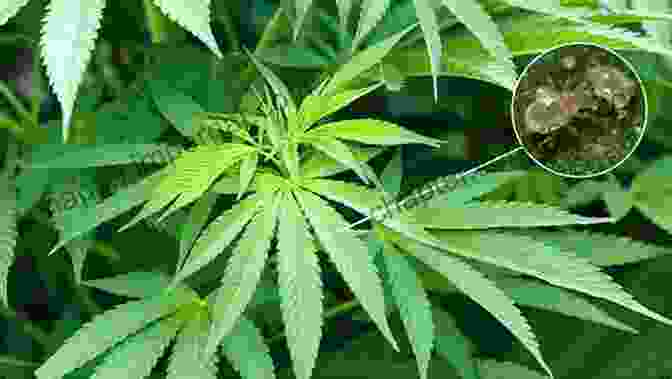 Common Pests And Diseases Affecting Cannabis In Zone 11 How To Grow Cannabis Zone 8 11