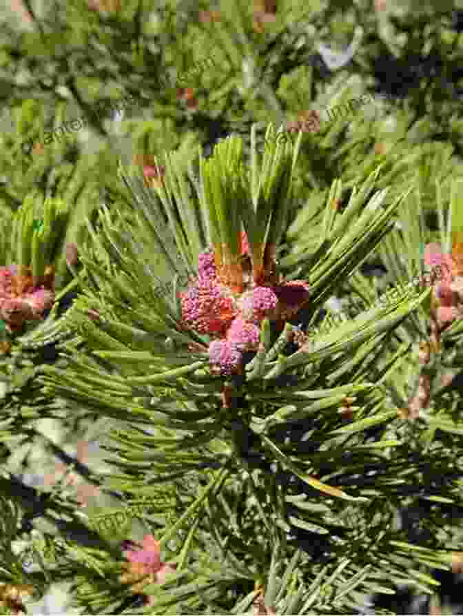 Cone Of A Whitebark Pine Tree Ice Fire And Nutcrackers: A Rocky Mountain Ecology