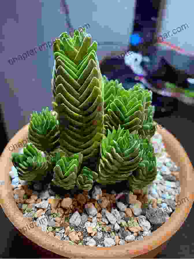 Crassula 'Buddha's Temple' Stylish Succulents To Crochet: 15 Colourful Cactuses And Other Pot Plants To Make For Your Home