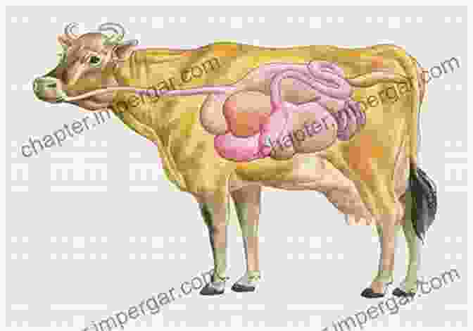 Diagram Of An Animal's Organ System From Cells To Societies: Models Of Complex Coherent Action (Springer In Synergetics)