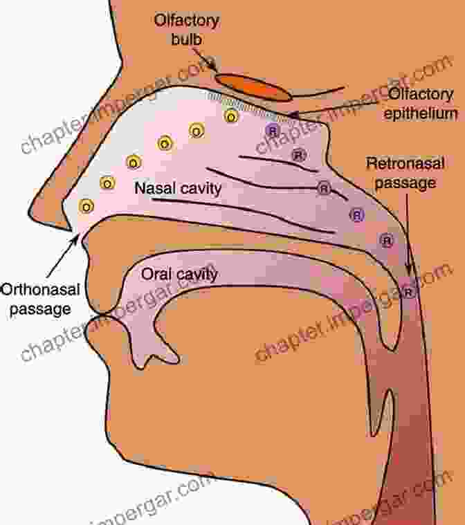 Diagram Of The Olfactory System On The Scent: A Journey Through The Science Of Smell