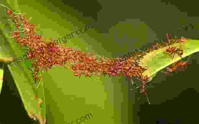 Eusocial Insects Cooperation: A Photo Of A Group Of Ants Working Together, Demonstrating The Power Of Cooperation In Animal Societies. Anthill Economics: Animal Ecosystems And The Human Economy