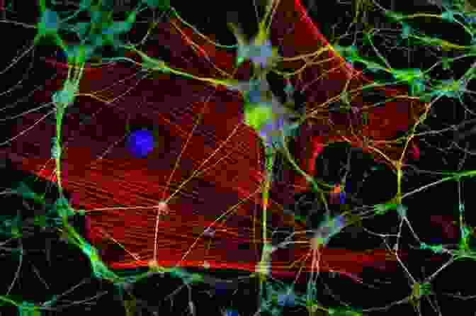 Fluorescence Microscopy In Cell Biology Fundamentals Of Fluorescence Microscopy: Exploring Life With Light