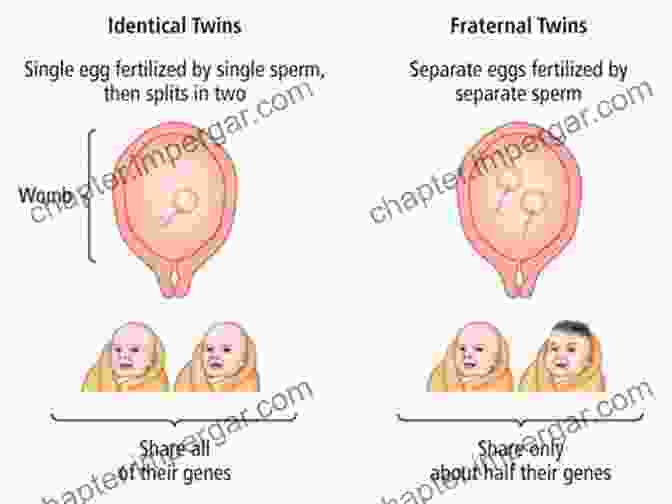 Fraternal Twins, Born From Separate Eggs, Share About 50% Of Their Genes Entwined Lives: Twins And What They Tell Us About Human Behavior