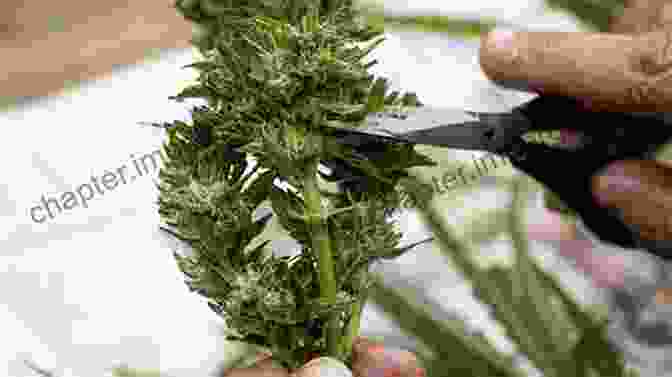 Harvesting And Curing Process Of Cannabis In Zone 11 How To Grow Cannabis Zone 8 11