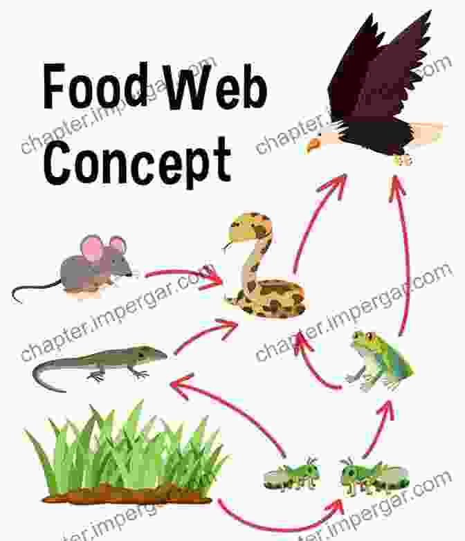 Illustration Of A Food Web From Cells To Societies: Models Of Complex Coherent Action (Springer In Synergetics)