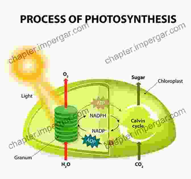 Illustration Of Photosynthesis From Cells To Societies: Models Of Complex Coherent Action (Springer In Synergetics)