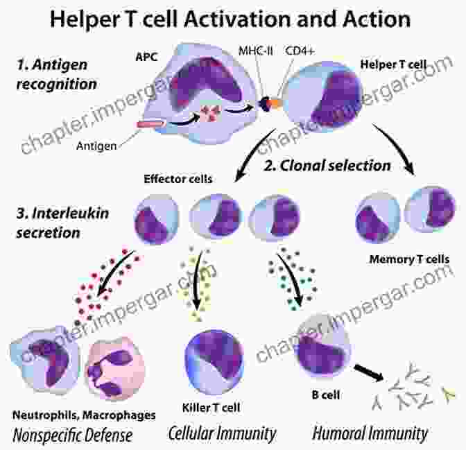 Image Of Lymphocyte Activation Mechanisms Of Lymphocyte Activation And Immune Regulation VIII: Autoimmunity 2000 And Beyond (Advances In Experimental Medicine And Biology 490)