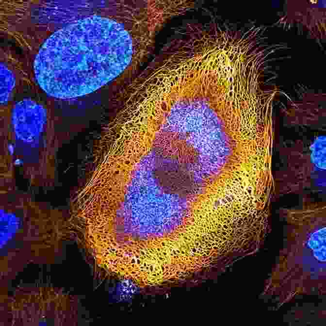 Microscopic View Of A Cell From Cells To Societies: Models Of Complex Coherent Action (Springer In Synergetics)