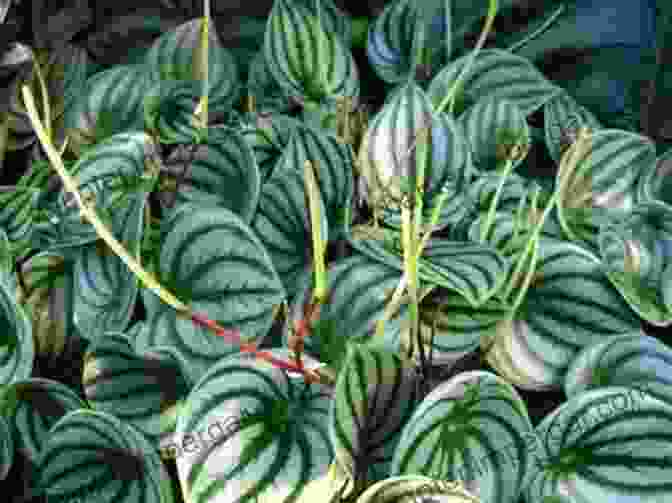 Peperomia Argyreia 'Watermelon Peperomia' Stylish Succulents To Crochet: 15 Colourful Cactuses And Other Pot Plants To Make For Your Home