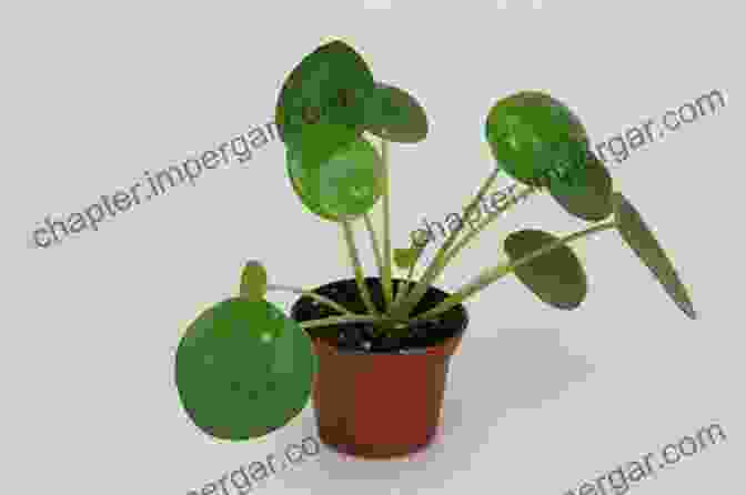 Pilea Peperomioides 'Pancake Plant' Stylish Succulents To Crochet: 15 Colourful Cactuses And Other Pot Plants To Make For Your Home