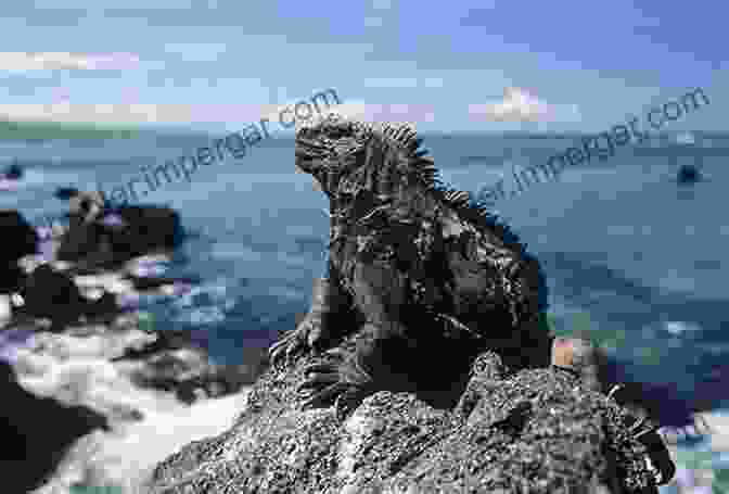 Rocky Shores And Turquoise Waters Of The Galapagos Islands With Marine Iguanas Basking On The Rocks Finding Australian Birds: A Field Guide To Birding Locations