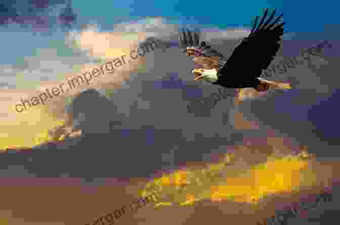 Stunning Photograph Of A Bald Eagle Soaring Through The Sky Finding Australian Birds: A Field Guide To Birding Locations