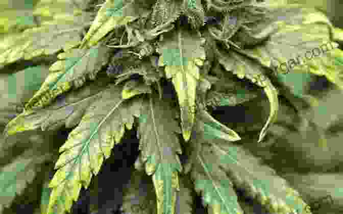 Troubleshooting Common Cannabis Cultivation Issues In Zone 11 How To Grow Cannabis Zone 8 11